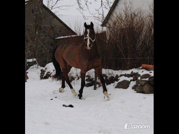 Anden særlig race Balder - Dejlige dreng i sneen 2009  billede 6