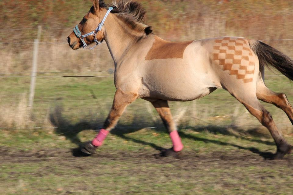 Anden særlig race Lady - Ny klippet. <3
Foto: Katja. billede 19