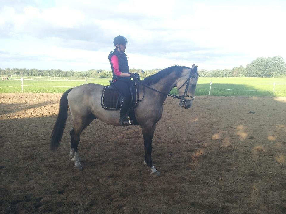 Hollandsk Varmblod Money Quest - Mange Tak til Lone Mark som tilred Money  billede 3