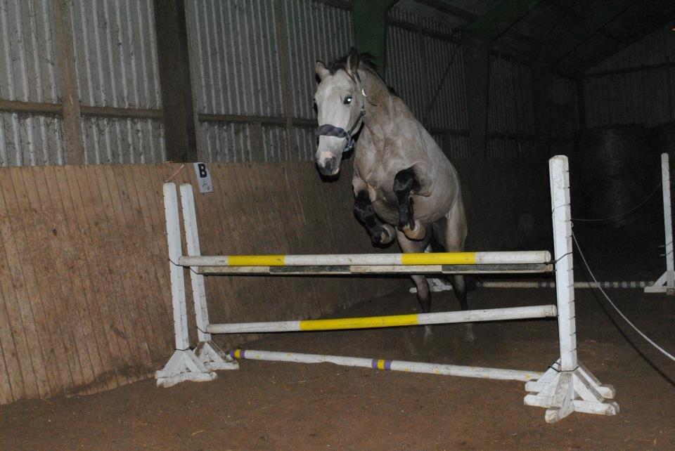 Hollandsk Varmblod Money Quest billede 4