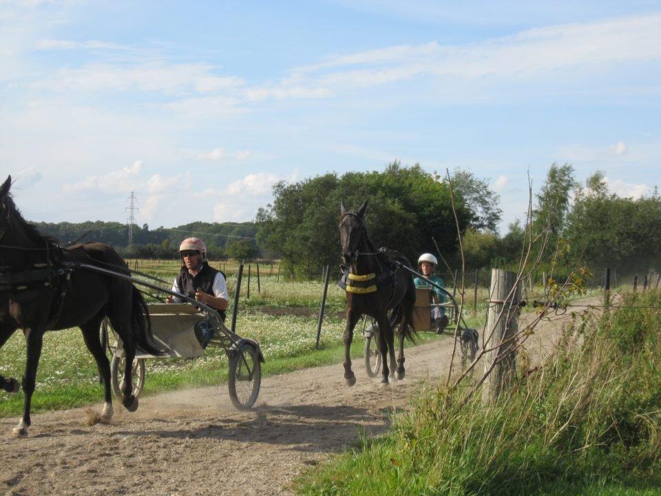 Traver Trendy Simoni ¤Leveret tilbage¤ - Træning på gården med mig i vognen. billede 2