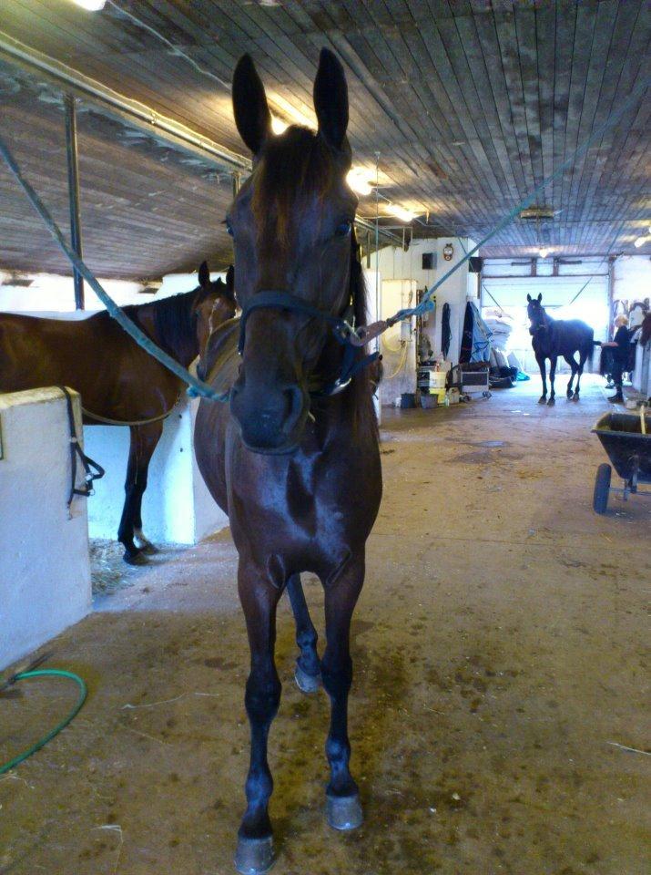 Traver Trendy Simoni ¤Leveret tilbage¤ - Hygge på staldgangen. billede 3