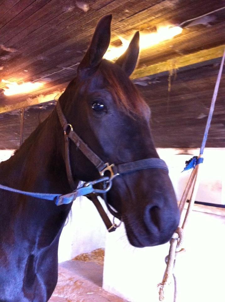 Traver Trendy Simoni ¤Leveret tilbage¤ - Velkommen til skønhedens profil. billede 1