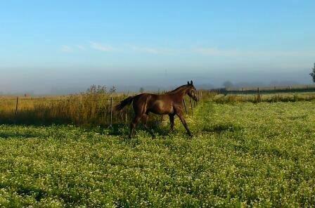 Traver Trendy Simoni ¤Leveret tilbage¤ - Trendy viser lige at hun er morgenfrisk, da hun kom på fold. billede 5