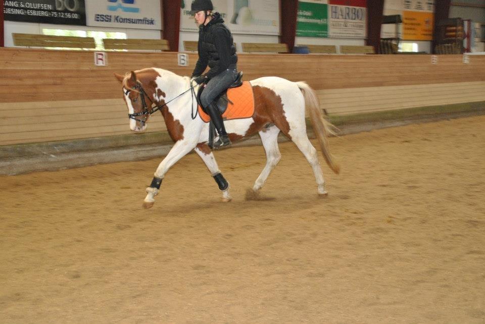 Anden særlig race Mc Queen - I love you more than there are stars in the sky and fish in the sea billede 3