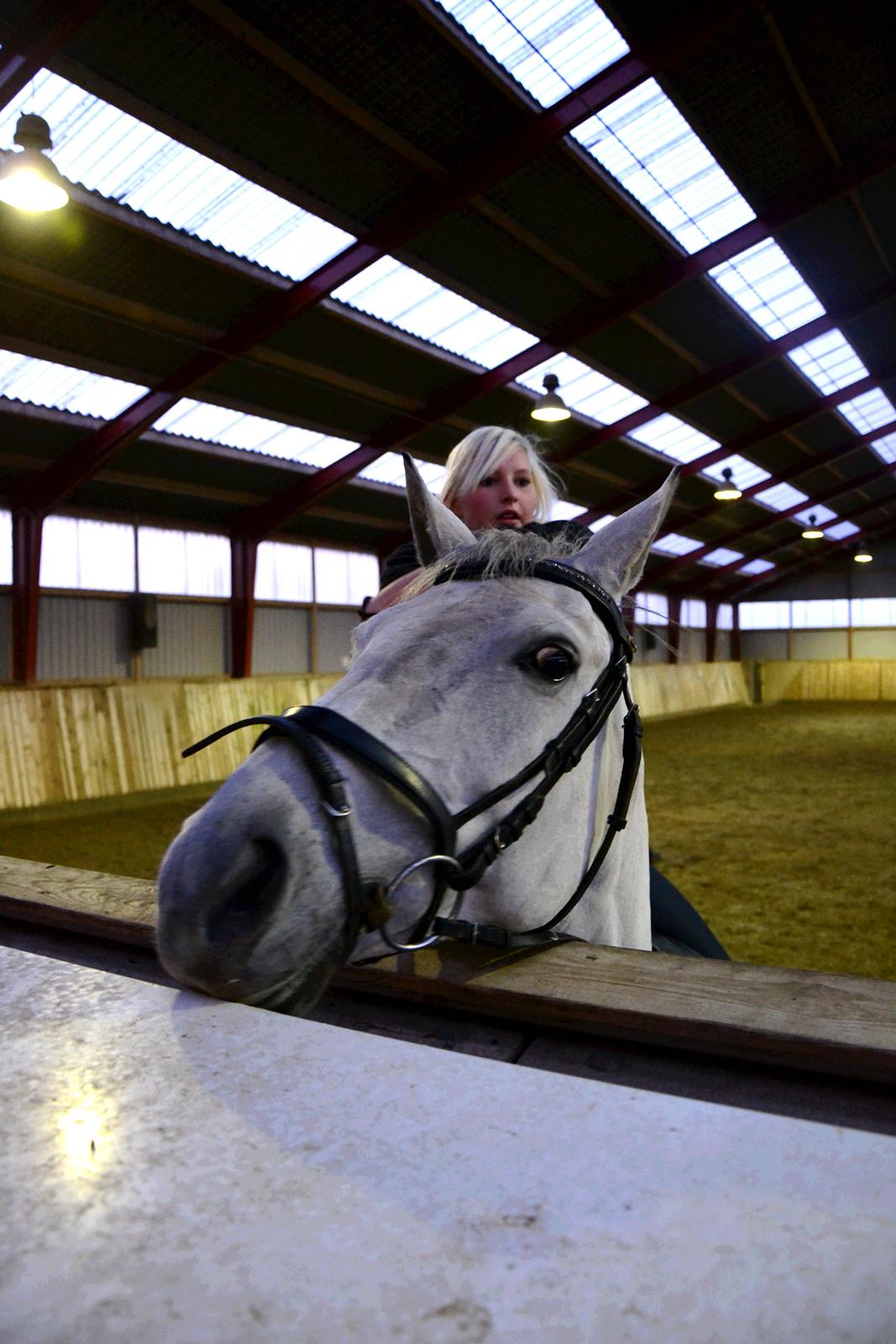 Trakehner Hawa (Bint-Al-Hawa) - Underskylder den manglende ridehjelm! billede 11