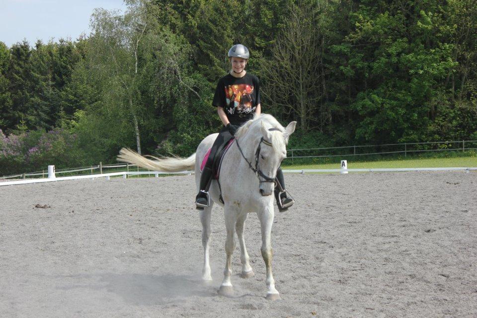 Dansk Varmblod Backersdal´s Lollipop [Min stjerne] billede 3