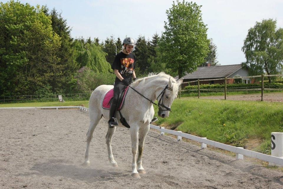 Dansk Varmblod Backersdal´s Lollipop [Min stjerne] billede 5