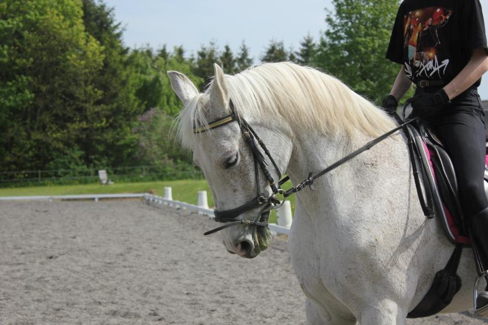 Dansk Varmblod Backersdal´s Lollipop [Min stjerne] - Dyyyygtig pony'hest.<3 billede 6