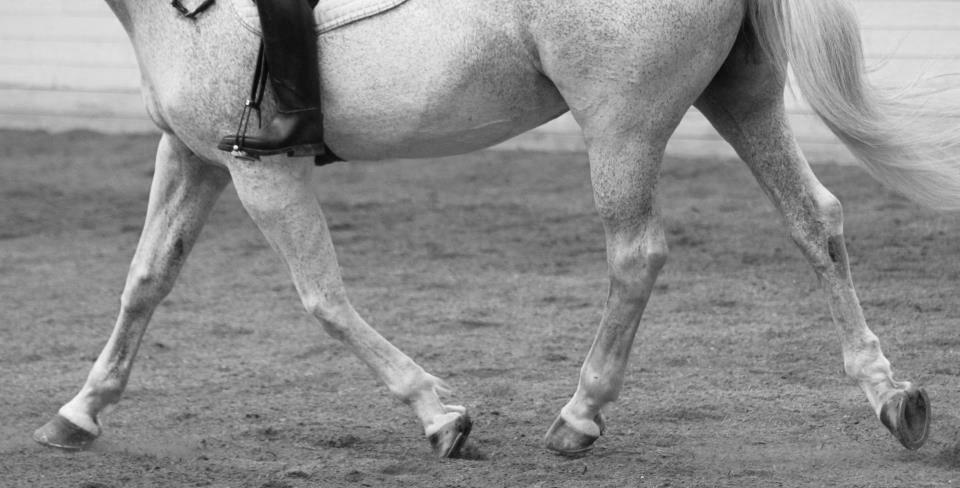 Dansk Varmblod Backersdal´s Lollipop [Min stjerne] billede 7