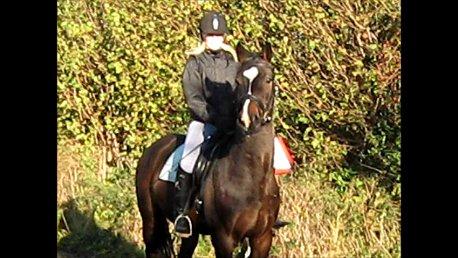 Dansk Varmblod Lertevang's Libra billede 3