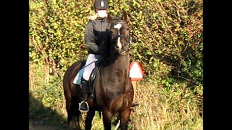 Dansk Varmblod Lertevang's Libra billede 12