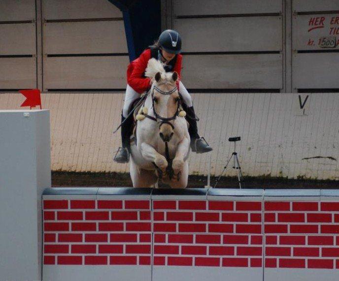 Irsk Sportspony Mr. Fudge Al A Moy (Futte) - Jysk mesterskab 2012 - MA2** med en virkelig nederen bom, han var ellers mega god!<3 (her over muren) billede 16