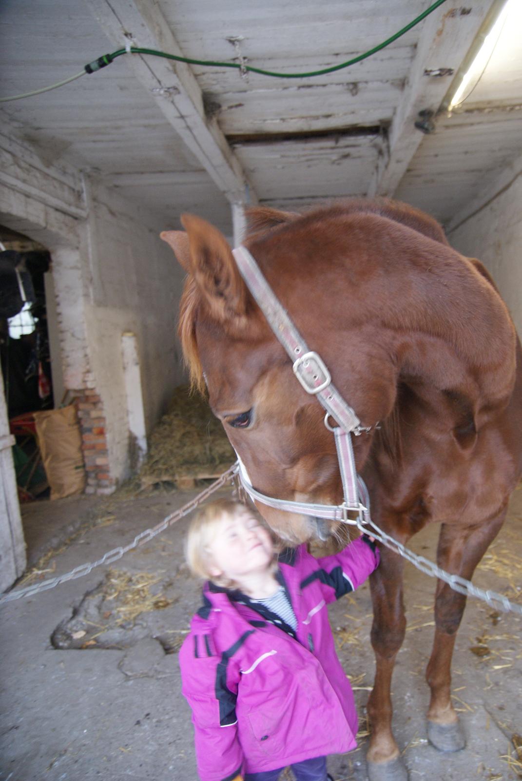 Traver Solarplexus B.M.W (solgt) - Solarplexus og Tess den 1-11-12 billede 2