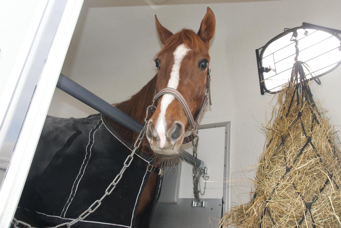 Traver Solarplexus B.M.W (solgt) - Solarplexus på vej hjem fra Sverige den 20-10-12 billede 3