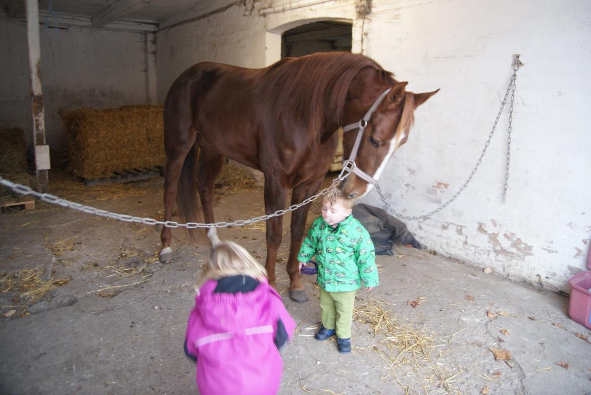 Traver Solarplexus B.M.W (solgt) - Solarplexus,Tess og Waldemar den 1.11.12 billede 5