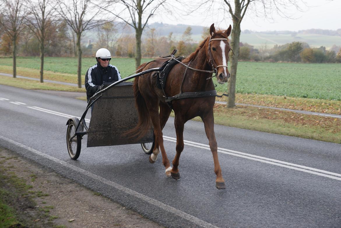 Traver Solarplexus B.M.W (solgt) - Solarplexus den 3-11-12 billede 9