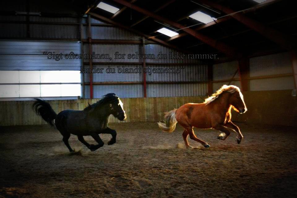 Islænder Askjör fra Lyskjær [Mit kæreste eje] - "Sigt efter månen, for selvom du ikke rammer, lander du blandt stjernerne." billede 5