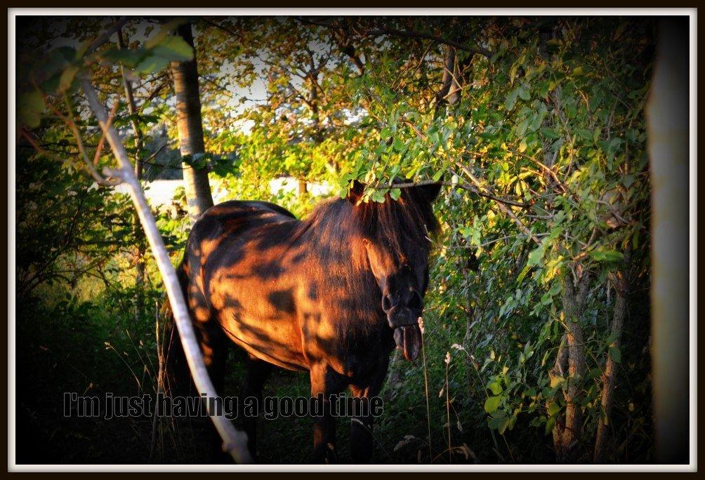 Islænder Askjör fra Lyskjær [Mit kæreste eje] - I'm just having a good time!:P billede 7