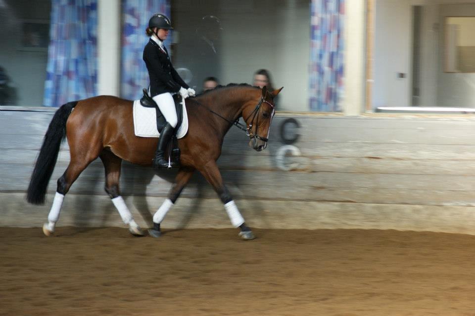 Dansk Varmblod Nykjærs Libelle billede 17