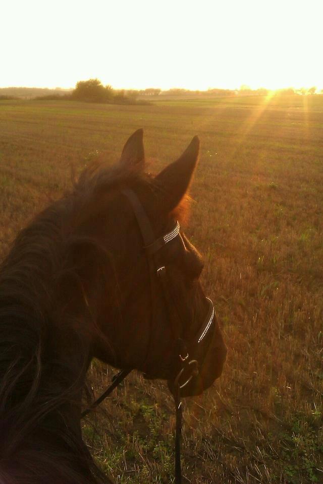 Anden særlig race Lucky - Part R.I.P - Lucky i sol nedgang billede 1