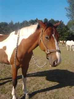 Pinto Heartbreaker <3 billede 1