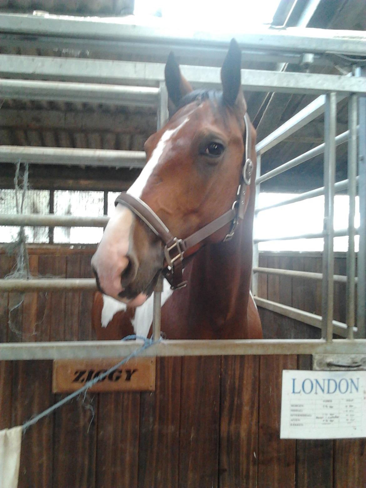 Pinto Heartbreaker <3 billede 3