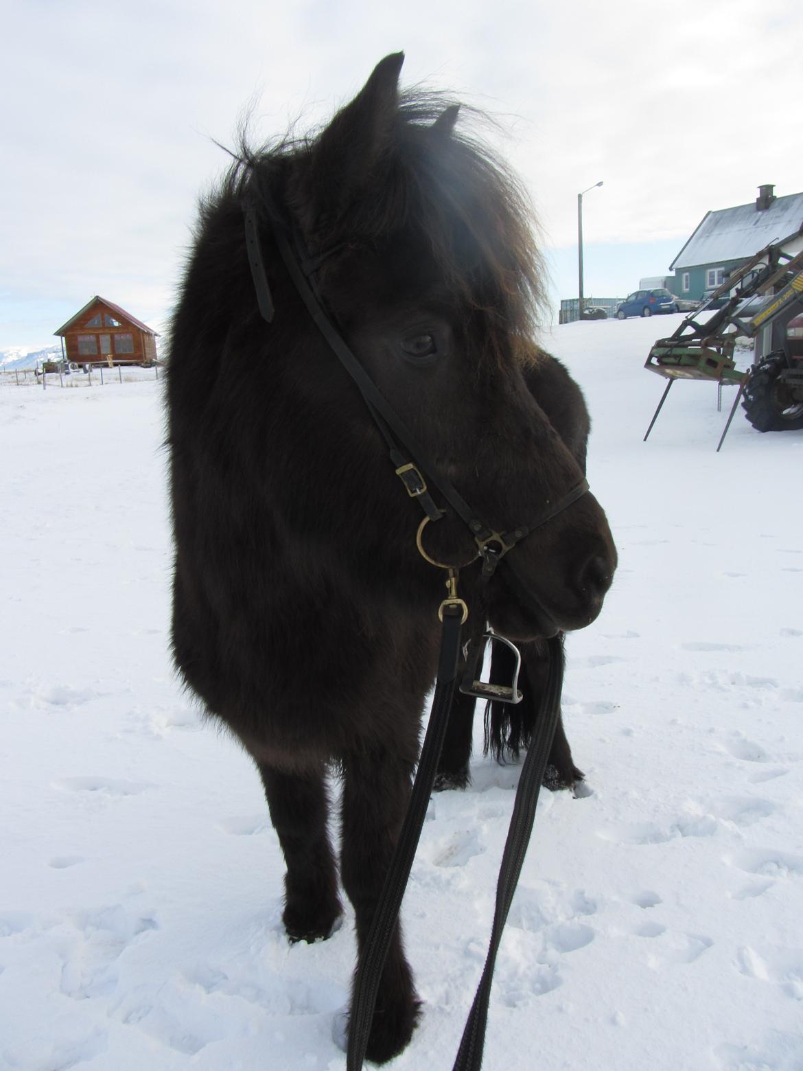 Islænder Ösp frá Ey I - Island 2012 - klar til en ridetur i sneen :) billede 19