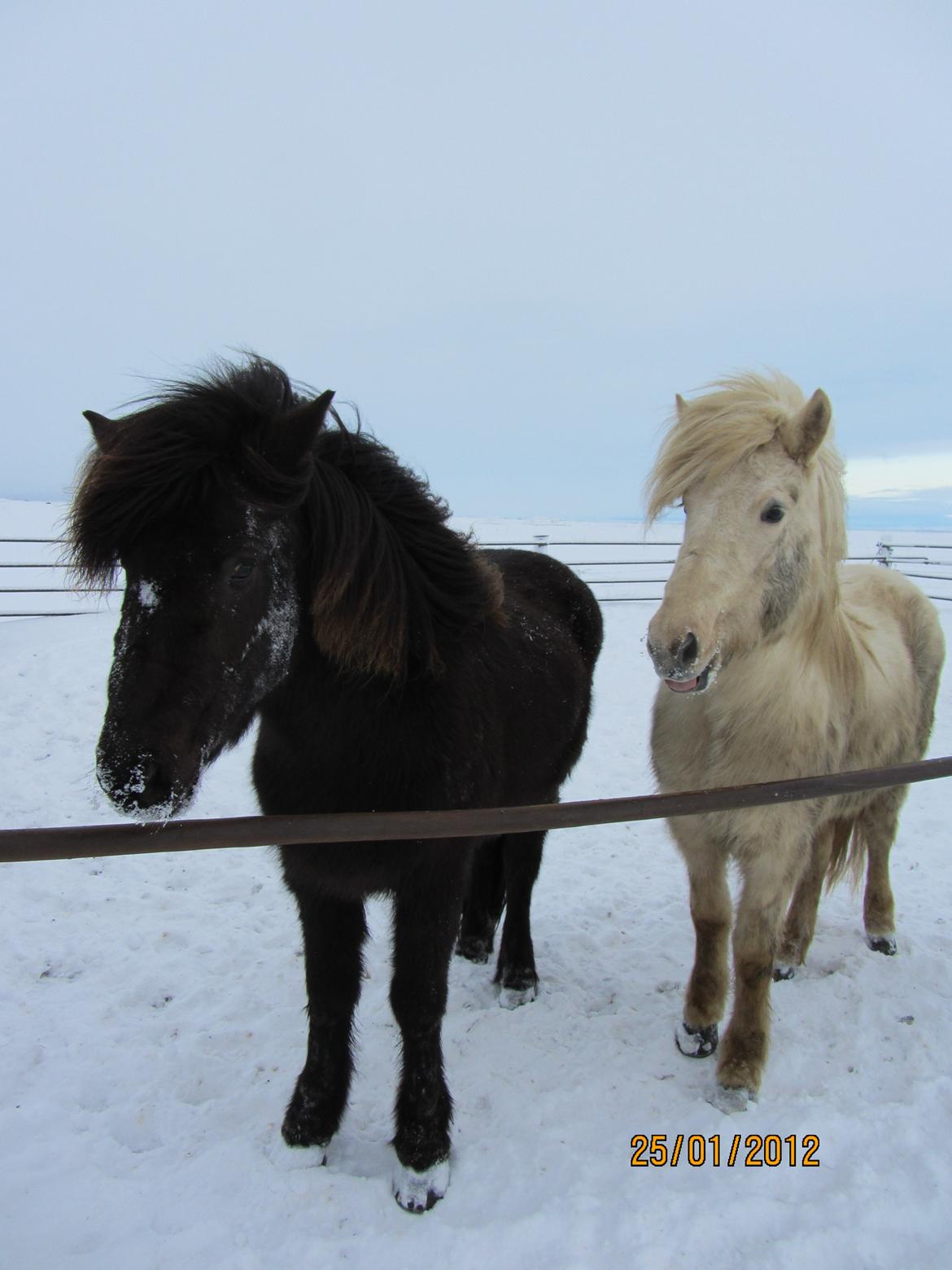 Islænder Ösp frá Ey I - Island 2012- Ösp og hendes halvsøster Sóley frá Ey I billede 20