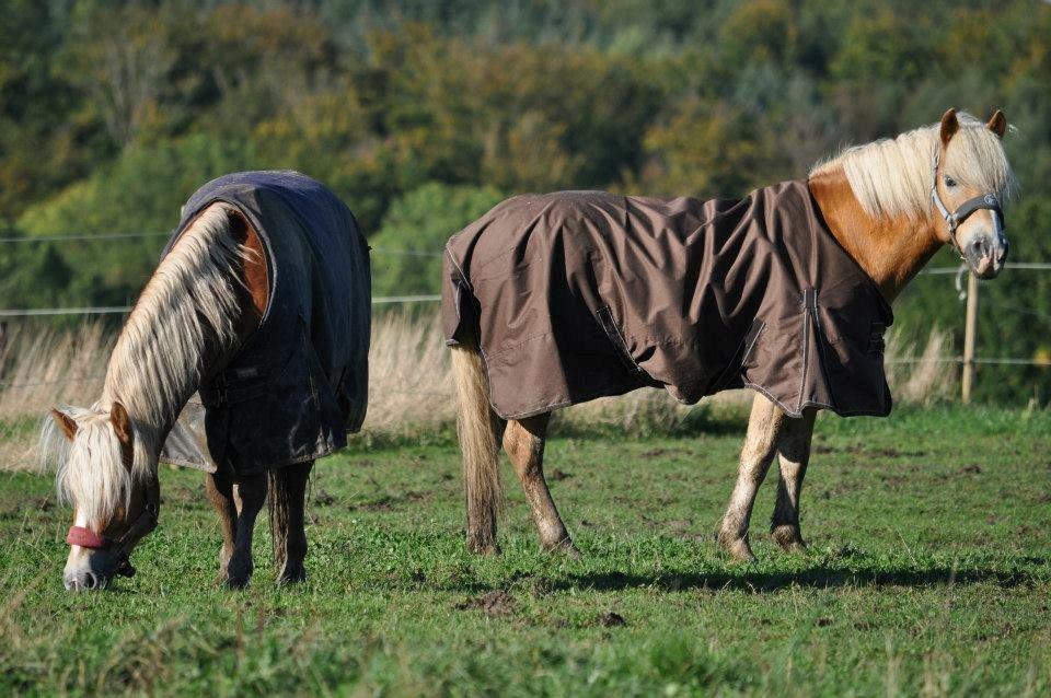 Haflinger Alganto a kroggaard billede 2