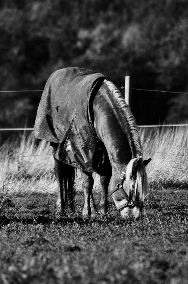 Haflinger Alganto a kroggaard billede 3
