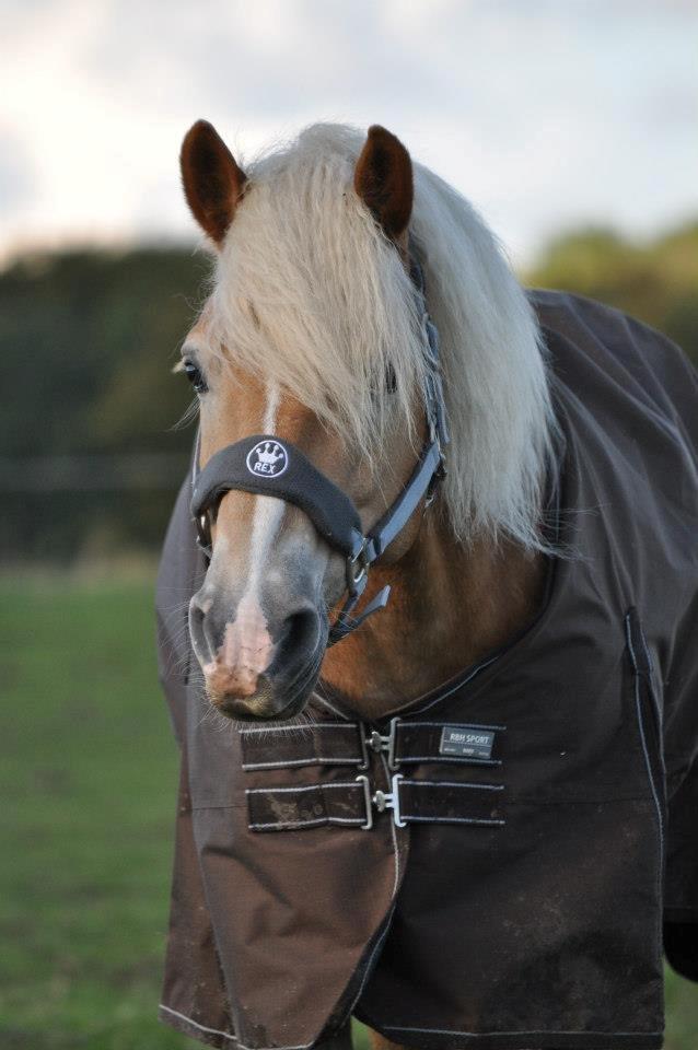 Haflinger Amadeo (papfars hest) - velkommen til Amadeo`s profil billede 1