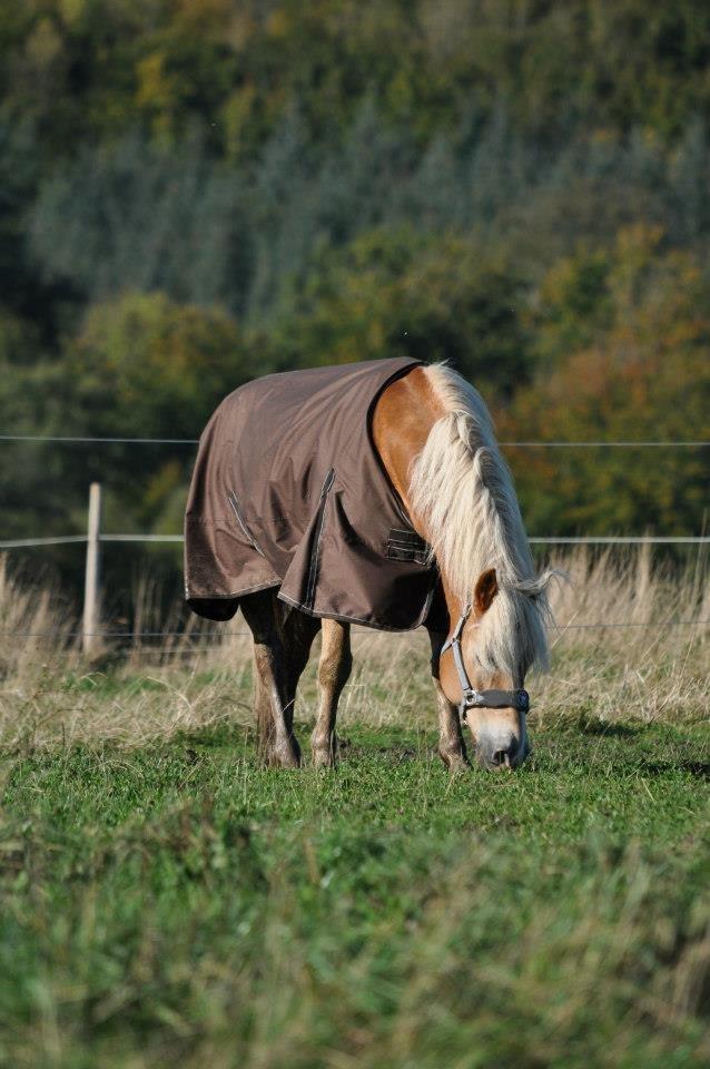 Haflinger Amadeo (papfars hest) billede 2