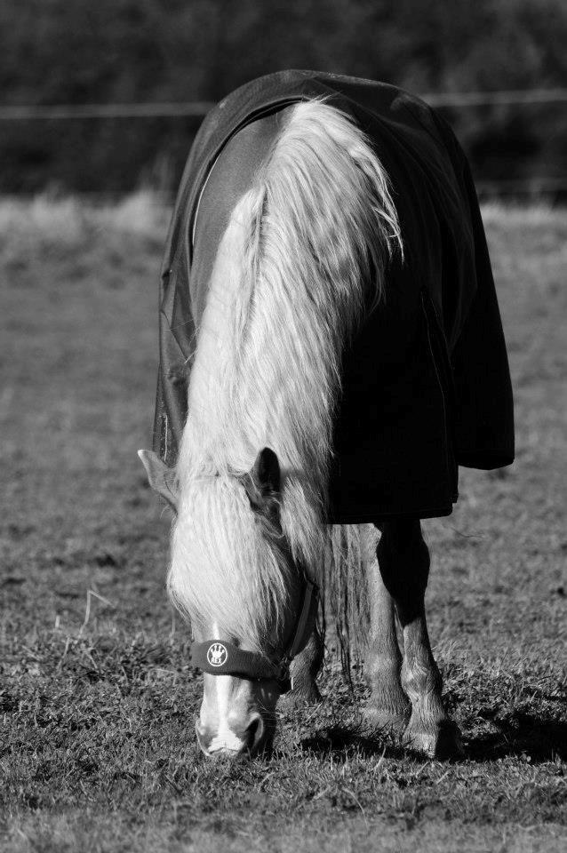 Haflinger Amadeo (papfars hest) billede 3