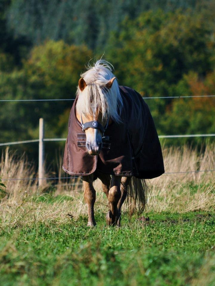 Haflinger Amadeo (papfars hest) billede 4