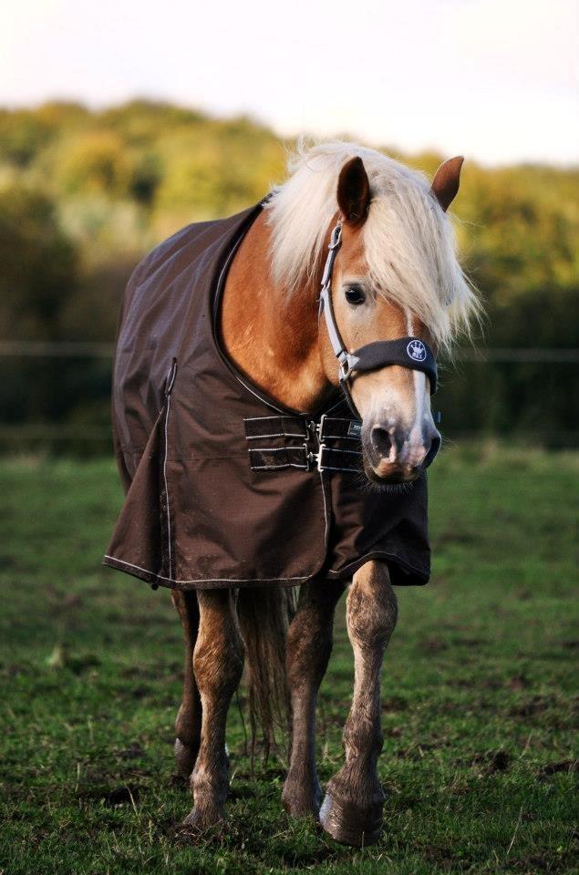 Haflinger Amadeo (papfars hest) billede 5