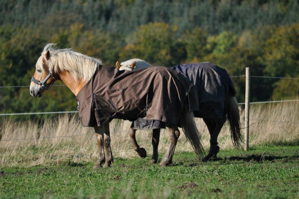 Haflinger Amadeo (papfars hest) billede 6