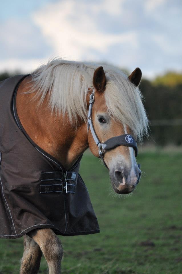 Haflinger Amadeo (papfars hest) billede 7