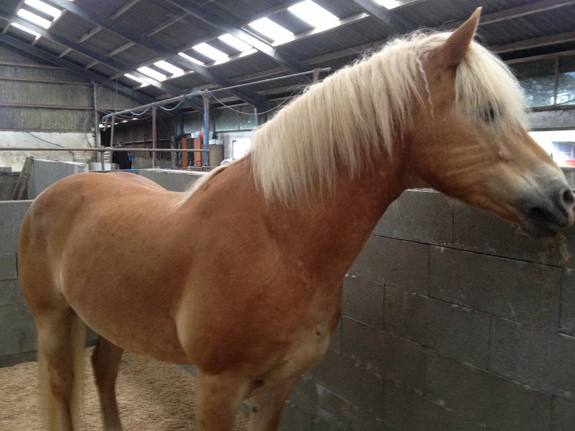 Haflinger Amadeo (papfars hest) - i hans nye boks :D billede 8