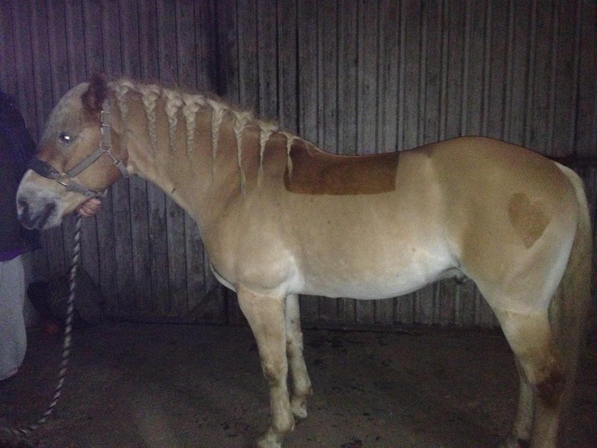 Haflinger Amadeo (papfars hest) - så blev den ged barberet :D billede 9