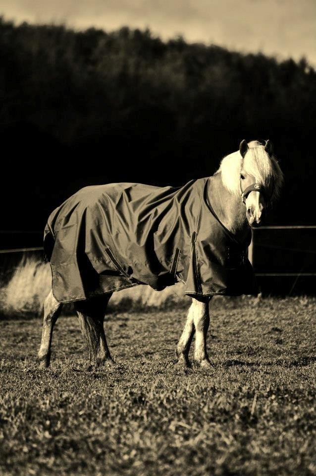 Haflinger Amadeo (papfars hest) - mange tak for kigget på vores skønhed billede 10