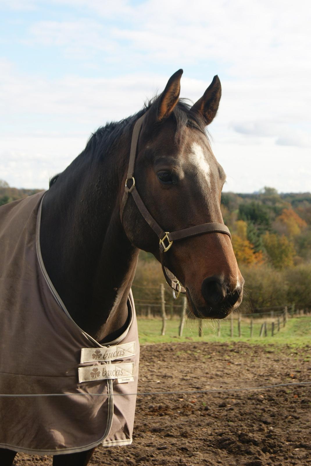 Dansk Varmblod Licrido af Tanderupholm - 2. dag hjemme hos os, fantastiske flotte fyr :o) billede 3