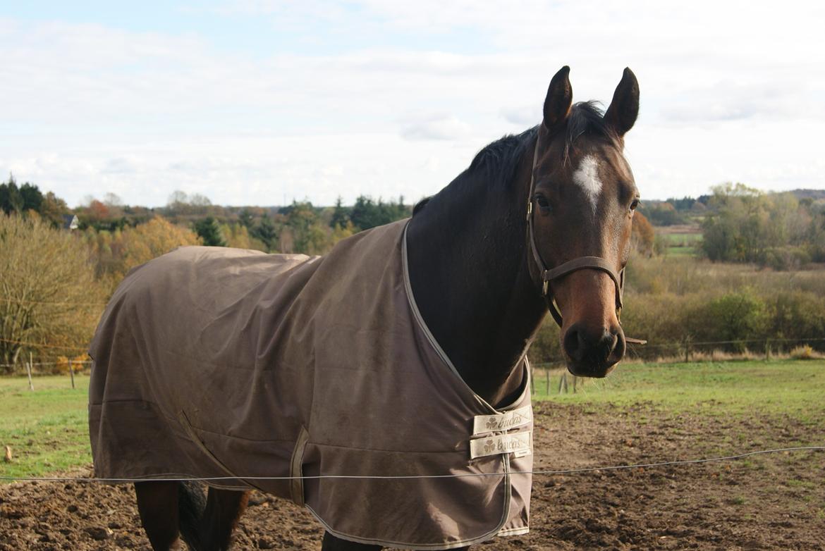 Dansk Varmblod Licrido af Tanderupholm billede 4