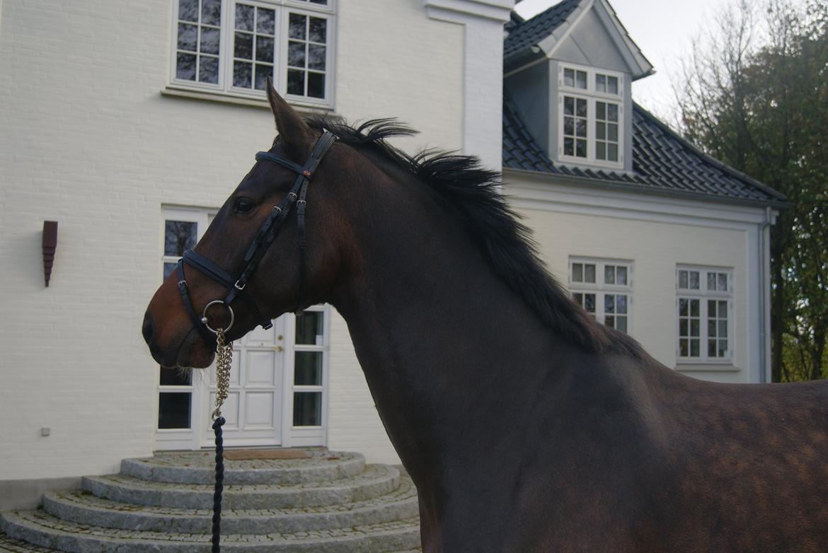 Dansk Varmblod Licrido af Tanderupholm billede 5