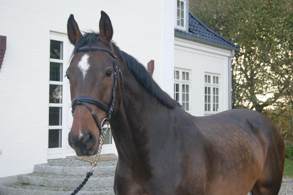 Dansk Varmblod Licrido af Tanderupholm billede 6