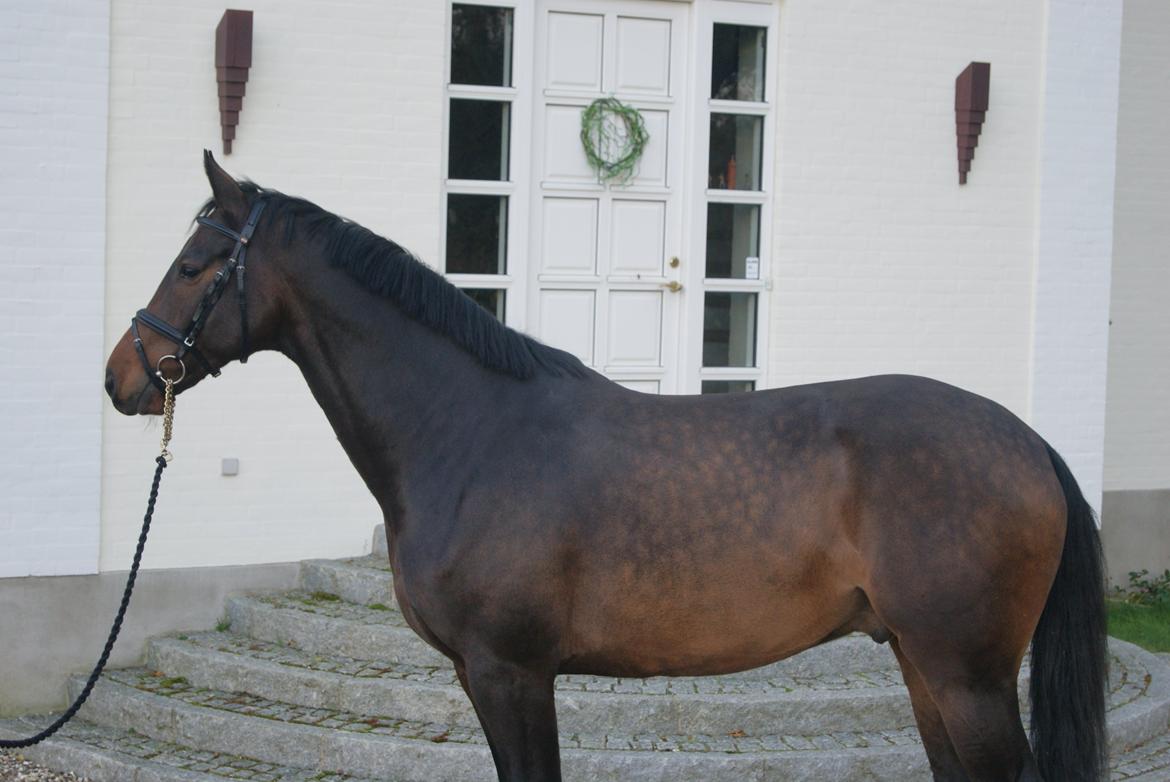 Dansk Varmblod Licrido af Tanderupholm billede 7