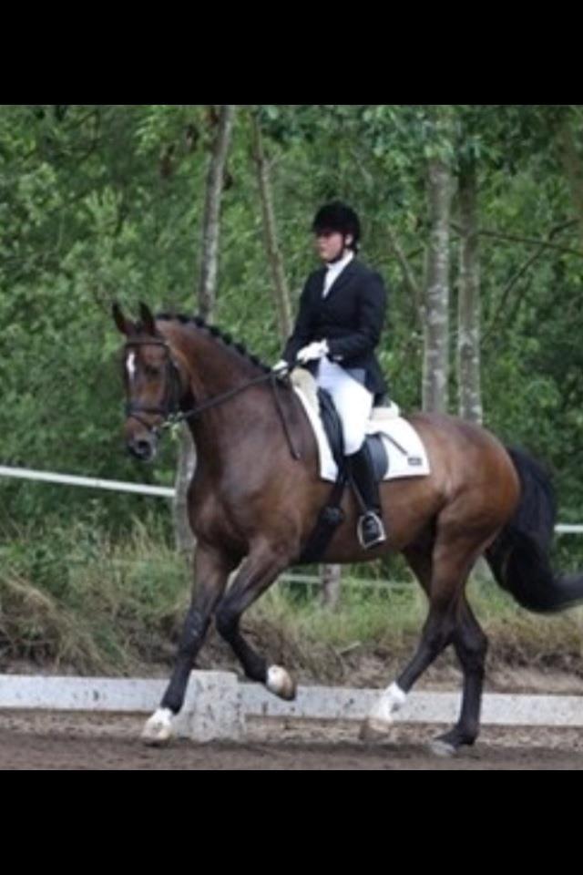 Dansk Varmblod Licrido af Tanderupholm - Ludo med Ulla Jensen på ryggen til Jysk Rideuge i 2008 billede 8