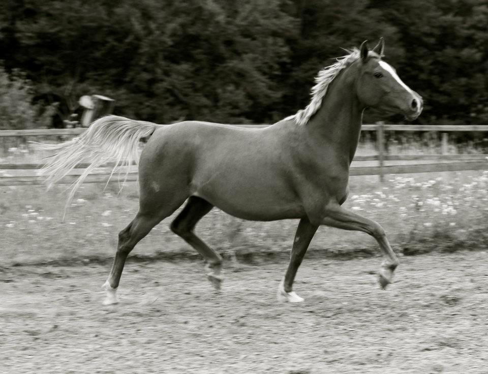 Sportsaraber (A) Selina billede 9