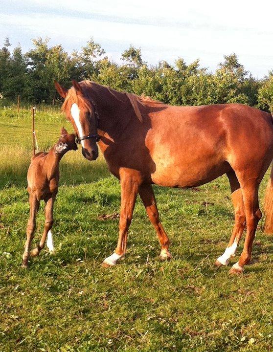 Sportsaraber (A) Selina billede 10