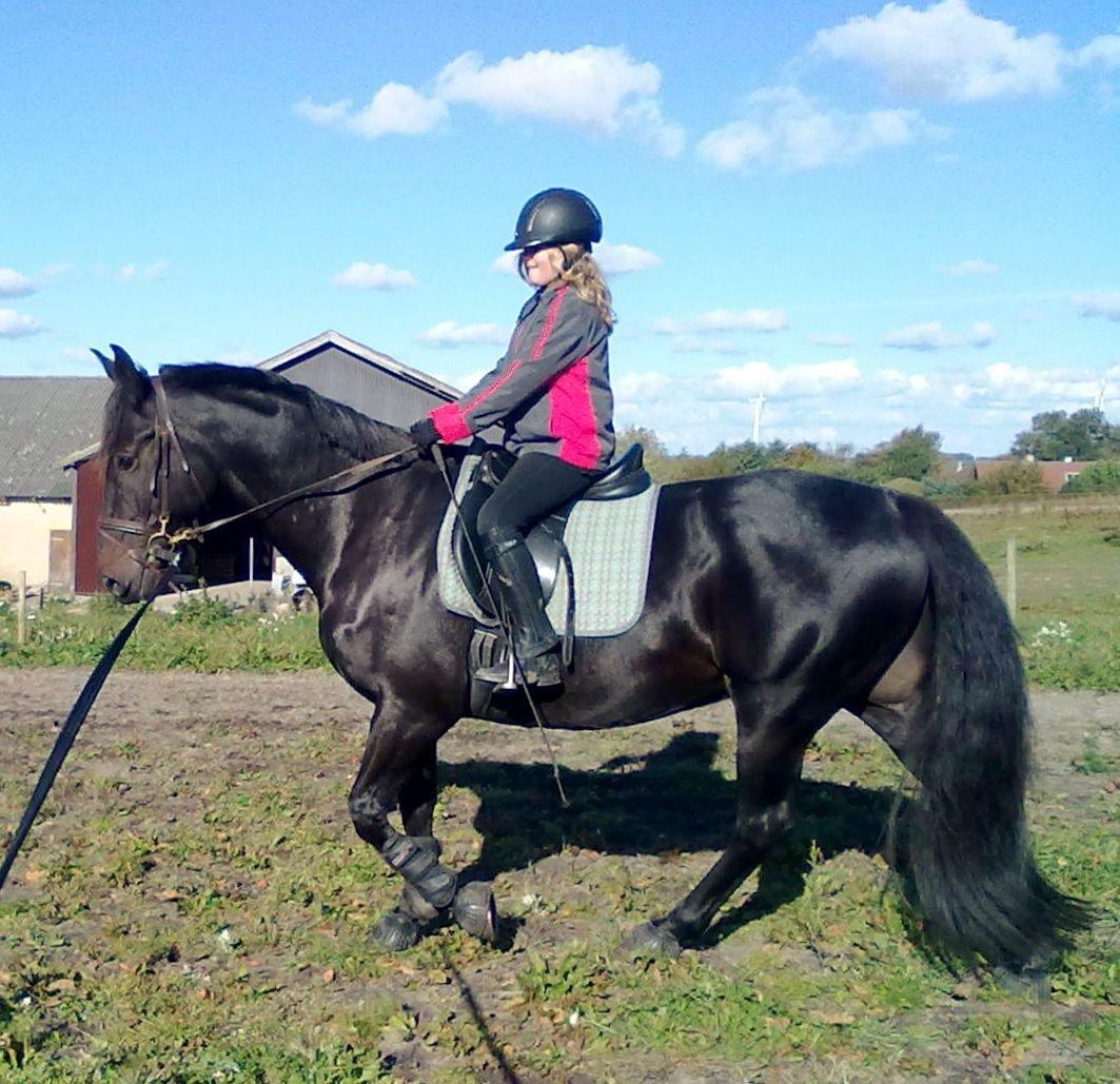 Anden særlig race Sir Arthur billede 19